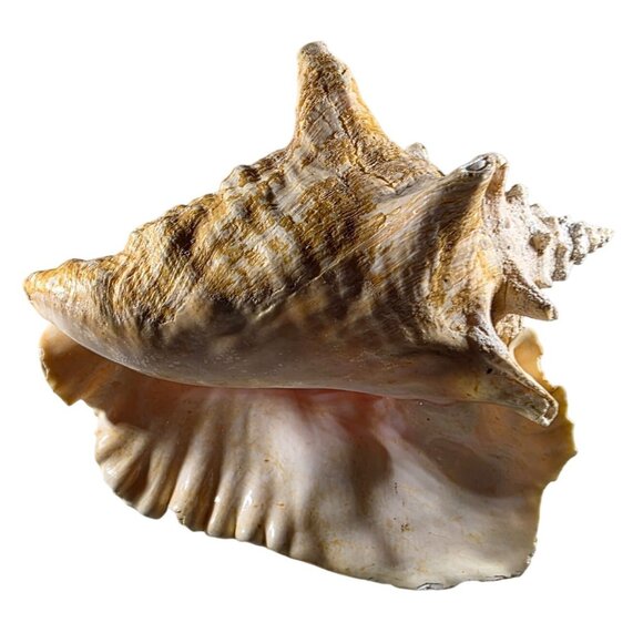 Large Natural Brown & White Conch Sea Shell Decorative Accent beachcore vacation - Picture 6 of 7